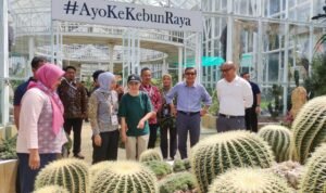 Mantan Wapres RI ke-11, Pak Boediono beserta istri, didampingi oleh Direktur Kebun Raya, Marga Anggrianto mengamati Bunga Bangkai Raksasa yang mekar d Kebun Raya Cibodas