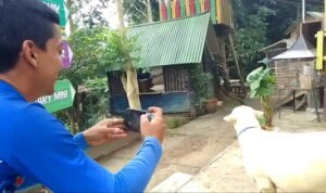 Petani domba, Suryamin, memposting domba Spanyol yang akan di pasarkan.