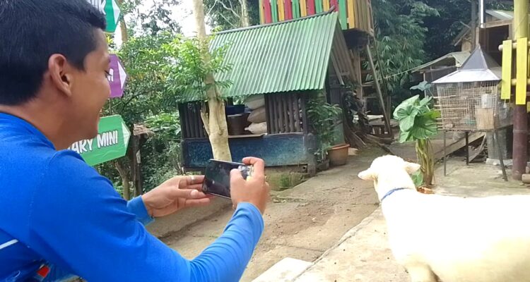 Petani domba, Suryamin, memposting domba Spanyol yang akan di pasarkan.