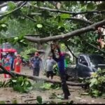 Petugas Memangkas Pohon Mengenai Mobil Yang Terparkir