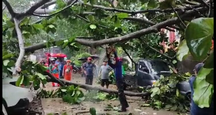 Petugas Memangkas Pohon Mengenai Mobil Yang Terparkir