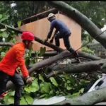 Petugas BPBD Kota Bogor dan Damkar Kota Bogor Melakukan Pemangkasan Pohon Tumbang.