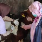 Petugas DKPP Pencegahan Hewan Sapi Dengan Suntik Vaksin