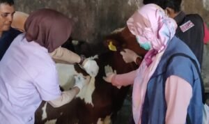 IMG-20230614-WA0133 Petugas DKPP Pencegahan Hewan Sapi Dengan Suntik Vaksin
