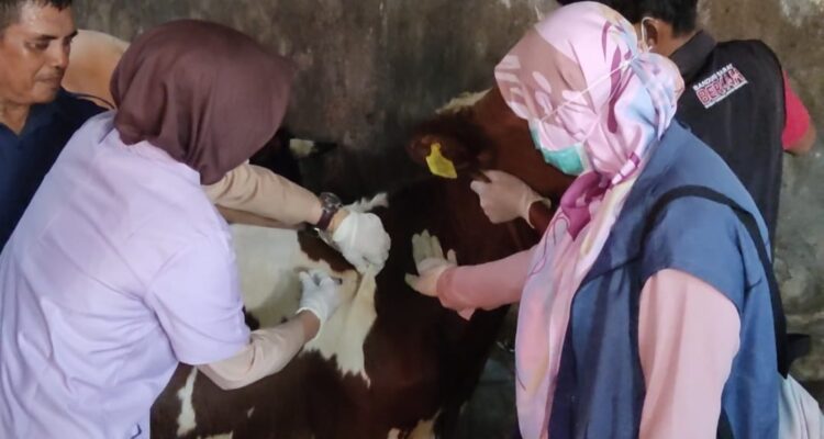 Petugas DKPP Pencegahan Hewan Sapi Dengan Suntik Vaksin