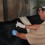 Petugas DKKP Memberikan Vaksin Terhadap Ekor Sapi