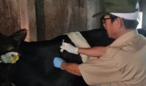 IMG-20230614-WA0134 Petugas DKKP Memberikan Vaksin Terhadap Ekor Sapi