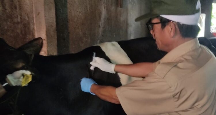 Petugas DKKP Memberikan Vaksin Terhadap Ekor Sapi