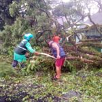Lokasi Angin Kencang Pohon Tumbang