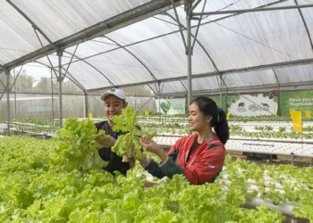 Liburan di ROYAL SAFARI GARDEN bisa memetik sayuran hydroponic
