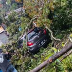 Mobil tertimpa pohon besar di jalan raya puncak, gadog bogor