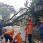 Tim Rescue BPBD Kabupaten Bogor mengevakusi pohon tumbang di Jalan Raya Puncak Gadog, Ciawi Kabupaten Bogor