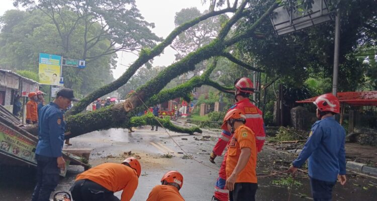 Tim Rescue BPBD Kabupaten Bogor mengevakusi pohon tumbang di Jalan Raya Puncak Gadog, Ciawi Kabupaten Bogor