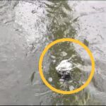 Kemunculan Busa di Sungai Ciliwung, Kota Bogor pada Sabtu 23 Maret 2024