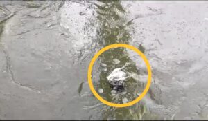 Kemunculan Busa di Sungai Ciliwung, Kota Bogor pada Sabtu 23 Maret 2024