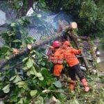 BPBD Kota Bogor evakuasi pohon tumbang yang timpa warung dan motor di Jalan KS Tubun, Kota Bogor pada, Kamis 31 Oktober 2024.