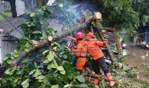 BPBD Kota Bogor evakuasi pohon tumbang yang timpa warung dan motor di Jalan KS Tubun, Kota Bogor pada, Kamis 31 Oktober 2024. BPBD Kota Bogor evakuasi pohon tumbang yang timpa warung dan motor di Jalan KS Tubun, Kota Bogor pada, Kamis 31 Oktober 2024.