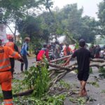 Evakuasi pohon tumbang di Jalan Tentara Pelajar yang menewaskan satu pemuda