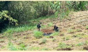 tim Jihandak (Penjinak Bahan Peledak) dari Sat Gegana Mabes Polri saat meledakan granat aktif di Tamanasari Bogor tim Jihandak (Penjinak Bahan Peledak) dari Sat Gegana Mabes Polri saat meledakan granat aktif di Tamanasari Bogor
