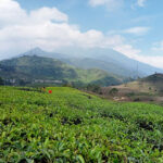 wisata di Puncak Bogor