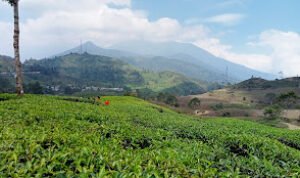 wisata di Puncak Bogor wisata di Puncak Bogor