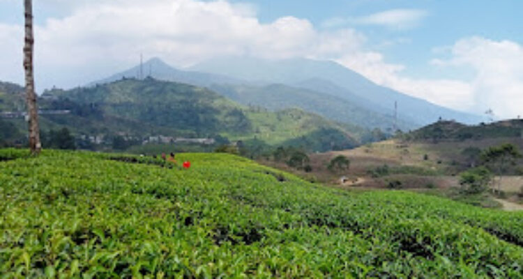 wisata di Puncak Bogor