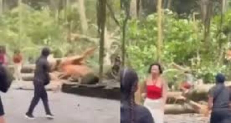 Peristiw pohon tumbang di Monkey Forest Ubud Bali