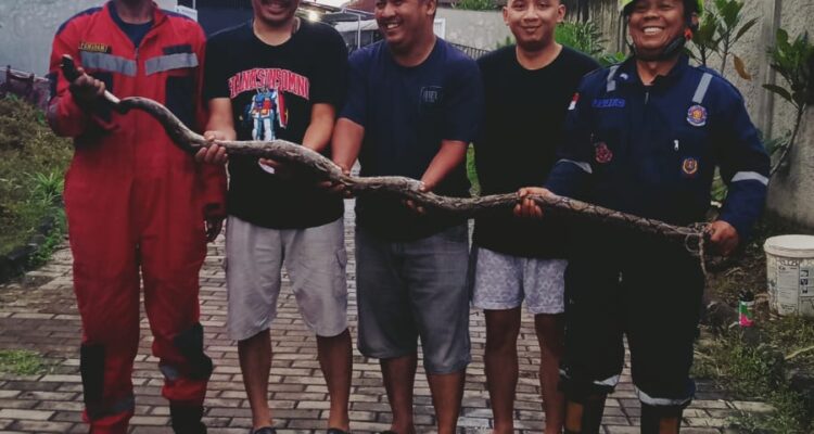 warga dan damkar kota bogor evakuasi ular sanca di cifor bogor barat
