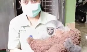 Salah satu hewan langka h=yang di taman Safari Bogor Salah satu hewan langka h=yang di taman Safari Bogor