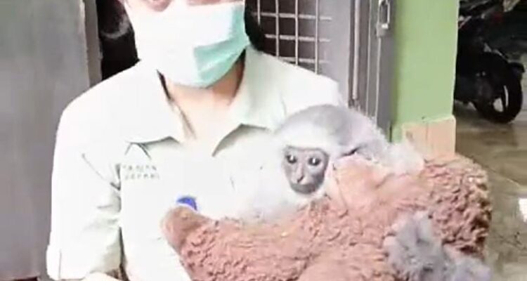 Salah satu hewan langka h=yang di taman Safari Bogor