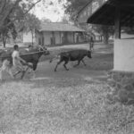 Postingan Agustus 2017. Rumah Jagal 1ste Infanterie Brigade di Pedjagalanweg sekarang jalan Pemuda. Tahun 1947. Dilahan kosong yang ada dibekas rumah jagal ini, sekarang sedang dibangun gedung baru untuk DPRD Kota Bogor. Bangunan lama yang ada, bekas rumah jagal akan dipertahankan dan diberdayakan. Sumber Photo : Gahetna