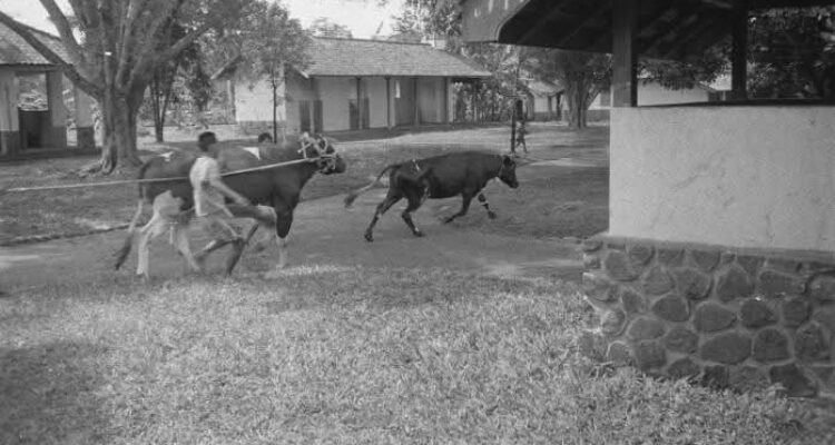 Postingan Agustus 2017. Rumah Jagal 1ste Infanterie Brigade di Pedjagalanweg sekarang jalan Pemuda. Tahun 1947. Dilahan kosong yang ada dibekas rumah jagal ini, sekarang sedang dibangun gedung baru untuk DPRD Kota Bogor. Bangunan lama yang ada, bekas rumah jagal akan dipertahankan dan diberdayakan. Sumber Photo : Gahetna