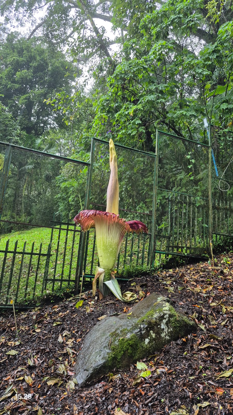 Foto : Doc Kebun Raya Cibodas