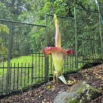 Bunga Bangkai Kebun Raya Cibodas