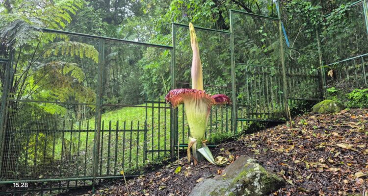 Bunga Bangkai Kebun Raya Cibodas