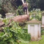 Makam Belanda di kebun Raya Bogor rusak diterpa pohon tumbang