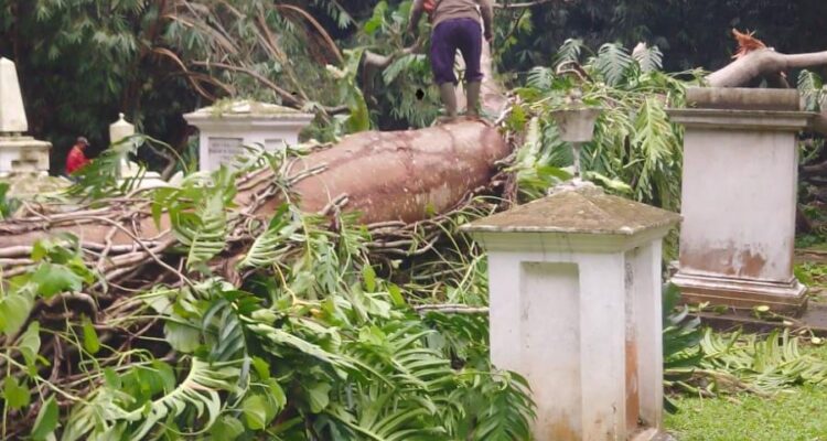 Makam Belanda di kebun Raya Bogor rusak diterpa pohon tumbang