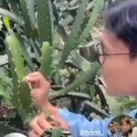 Vandalisme kaktus di kebun raya bogor oleh seorang pria tak dikenal