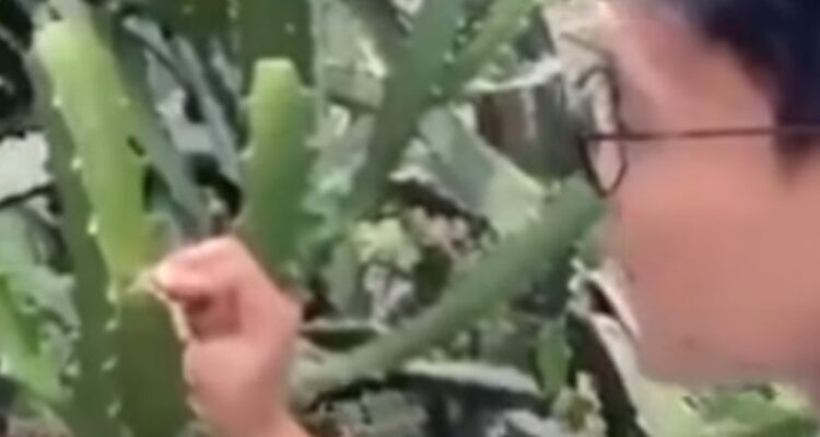 Vandalisme kaktus di kebun raya bogor oleh seorang pria tak dikenal