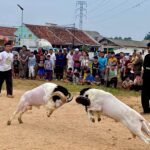 kontes pertunjukan seni ketangkasan Domba Garut di Lapangan depan Kantor Desa Leuwinutug, Kecamatan Citeureup, Kabupaten Bogor, Minggu (13/7/2025)