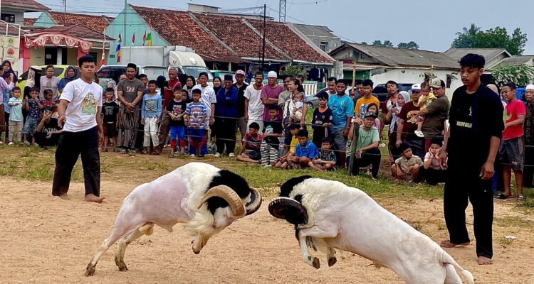 kontes pertunjukan seni ketangkasan Domba Garut di Lapangan depan Kantor Desa Leuwinutug, Kecamatan Citeureup, Kabupaten Bogor, Minggu (13/7/2025)
