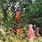 Evakuasi pohon tumbang yang menimpa rumah warga di Batu Tulis Bogor, Foto/Istimewa