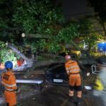 BPBD Kota Bogor saat mengevakuasi pohon tumbang yang menimpa satu buah mobil di paledang Bogor, Foto/Istimewa