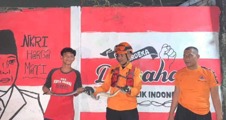 Rescue BPBD bersama warga mengamankan Seekor ular jenis kopi, Foto/Istimewa