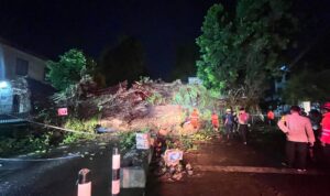 Situasi pohon tumbang di Jalan Kapten Muslihat Kota Bogor depan sekolah budi Mulya dan Gereja Katedral, Foto/Adi Wirman Situasi pohon tumbang di Jalan Kapten Muslihat Kota Bogor depan sekolah budi Mulya dan Gereja Katedral, Foto/Adi Wirman
