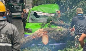 Kondisi angkot saat tertimpa pohon yang tumbang di Jalan Pajajaran Kota Bogor, Foto/Istimewa