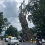 Kondisi saat ini pohon karet depan balaikota bogor yang akan dilakukan penebangan besok, foto/Adi Wirman