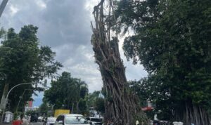 Kondisi saat ini pohon karet depan balaikota bogor yang akan dilakukan penebangan besok, foto/Adi Wirman Kondisi saat ini pohon karet depan balaikota bogor yang akan dilakukan penebangan besok, foto/Adi Wirman
