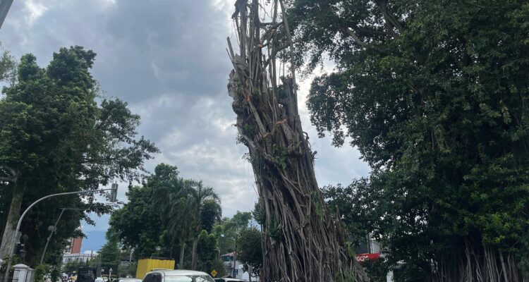 Kondisi saat ini pohon karet depan balaikota bogor yang akan dilakukan penebangan besok, foto/Adi Wirman