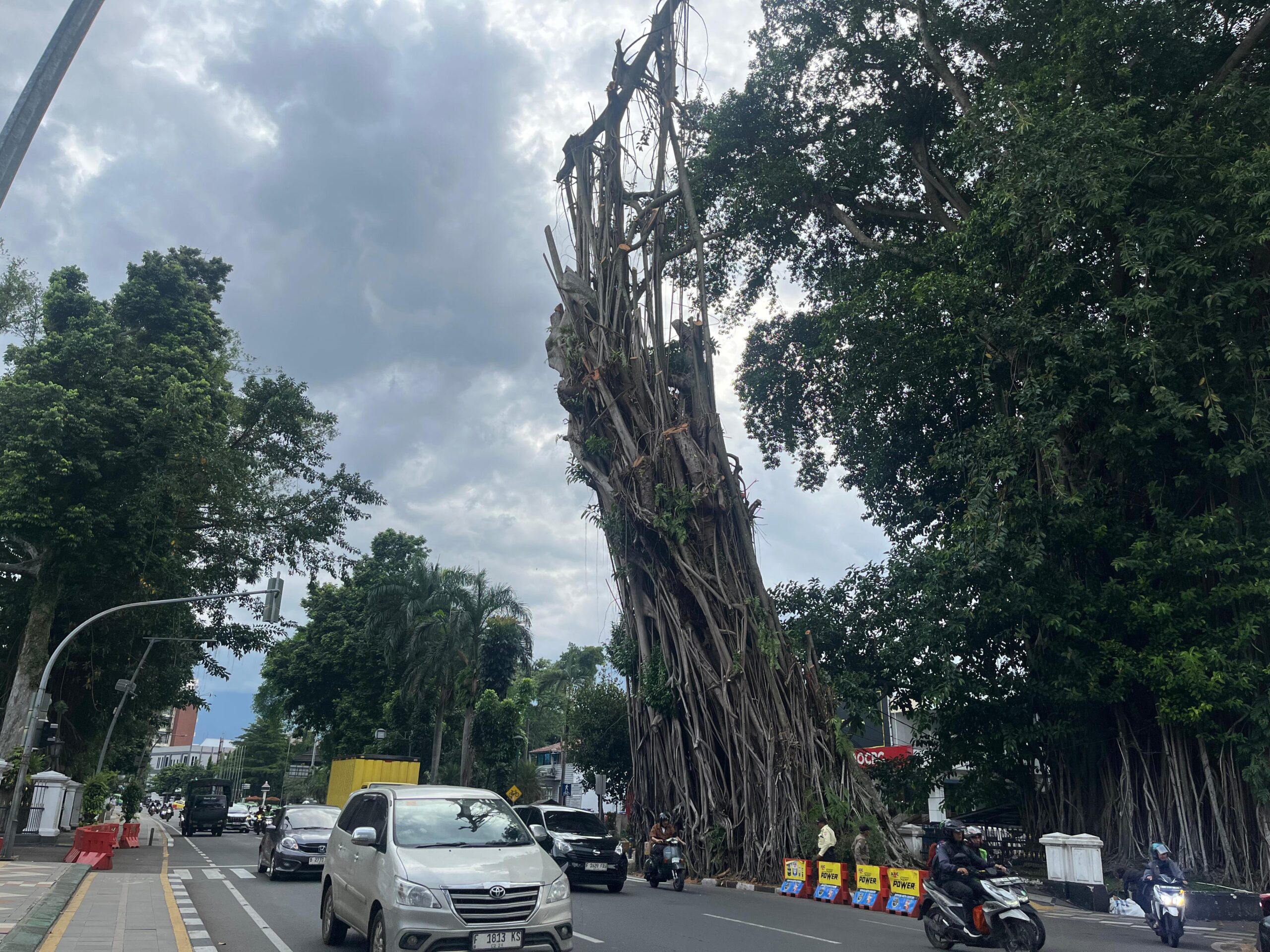 Kondisi saat ini pohon karet depan balaikota bogor yang akan dilakukan penebangan besok, foto/Adi Wirman Kondisi saat ini pohon karet depan balaikota bogor yang akan dilakukan penebangan besok, foto/Adi Wirman